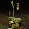 photo of Arabidopsis plant