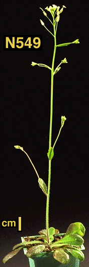 High resolution image of this Arabidopsis plant