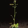 photo of Arabidopsis plant