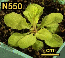 High resolution image of this Arabidopsis plant