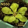 photo of Arabidopsis plant