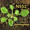 photo of Arabidopsis plant