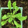 photo of Arabidopsis plant