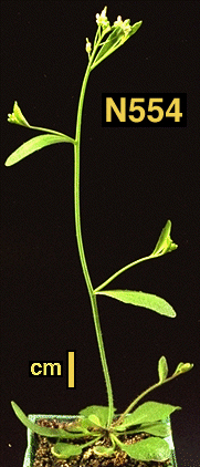 High resolution image of this Arabidopsis plant