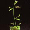 photo of Arabidopsis plant