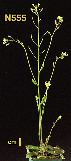 High resolution image of this Arabidopsis plant
