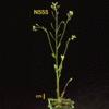 photo of Arabidopsis plant