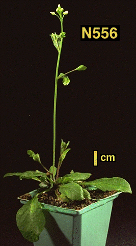 High resolution image of this Arabidopsis plant