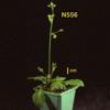photo of Arabidopsis plant