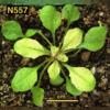 photo of Arabidopsis plant