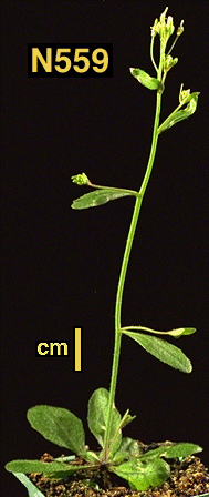 High resolution image of this Arabidopsis plant