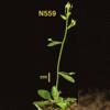 photo of Arabidopsis plant