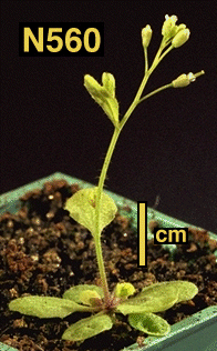 High resolution image of this Arabidopsis plant