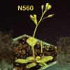 photo of Arabidopsis plant