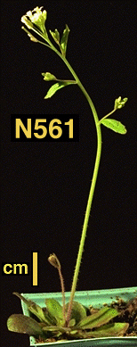 High resolution image of this Arabidopsis plant