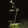 photo of Arabidopsis plant
