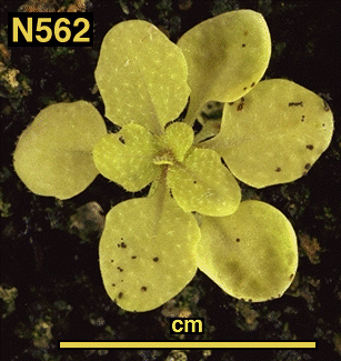 High resolution image of this Arabidopsis plant