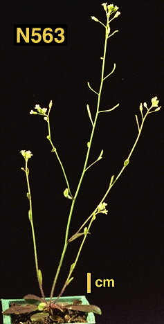 High resolution image of this Arabidopsis plant