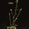 photo of Arabidopsis plant