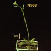 photo of Arabidopsis plant