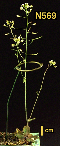 High resolution image of this Arabidopsis plant