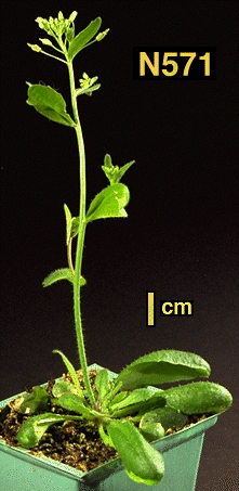 High resolution image of this Arabidopsis plant