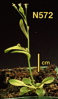 High resolution image of this Arabidopsis plant