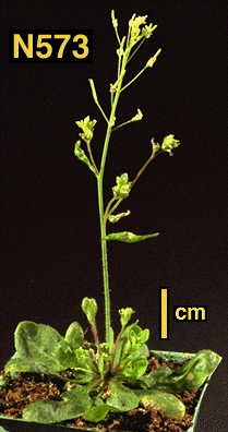 High resolution image of this Arabidopsis plant