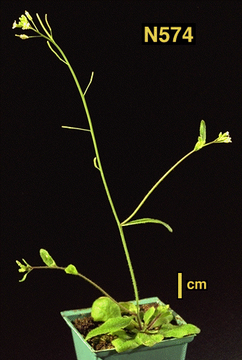 High resolution image of this Arabidopsis plant