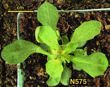 High resolution image of this Arabidopsis plant