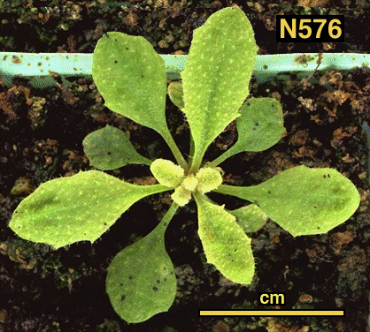 High resolution image of this Arabidopsis plant