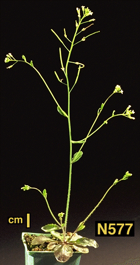 High resolution image of this Arabidopsis plant