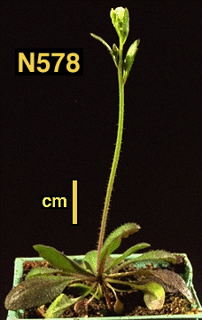 High resolution image of this Arabidopsis plant