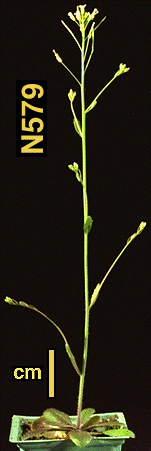 High resolution image of this Arabidopsis plant