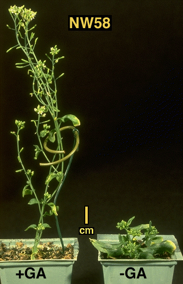 High resolution image of this Arabidopsis plant