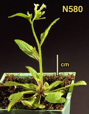 High resolution image of this Arabidopsis plant