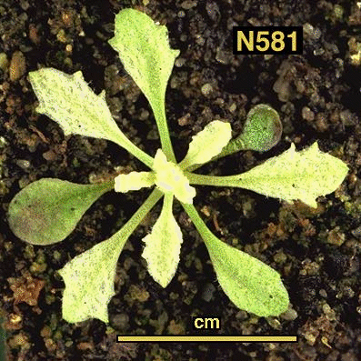 High resolution image of this Arabidopsis plant