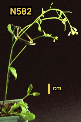 High resolution image of this Arabidopsis plant