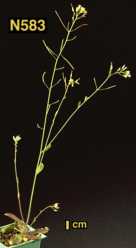 High resolution image of this Arabidopsis plant