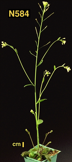 High resolution image of this Arabidopsis plant