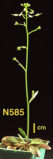 High resolution image of this Arabidopsis plant