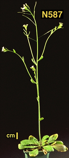 High resolution image of this Arabidopsis plant