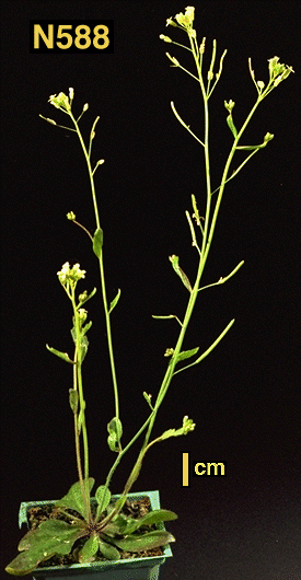 High resolution image of this Arabidopsis plant
