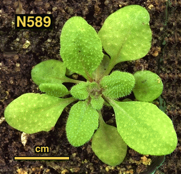 High resolution image of this Arabidopsis plant