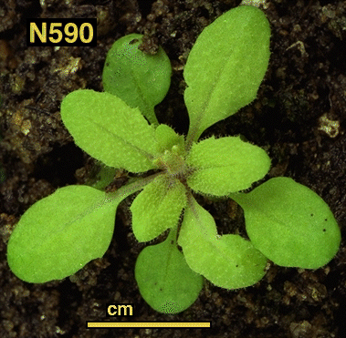 High resolution image of this Arabidopsis plant
