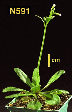 High resolution image of this Arabidopsis plant