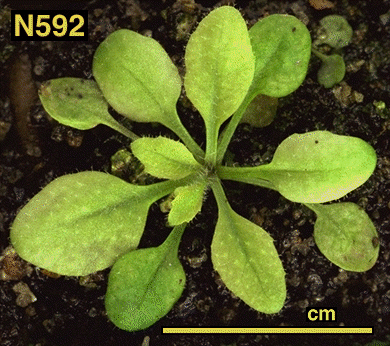 High resolution image of this Arabidopsis plant