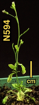 High resolution image of this Arabidopsis plant