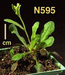 High resolution image of this Arabidopsis plant
