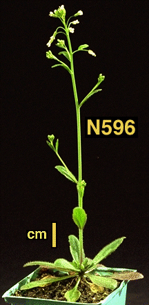 High resolution image of this Arabidopsis plant